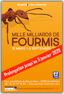 Mille milliards de fourmis::<br />A partir de 6 ans